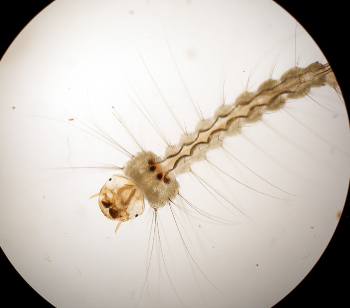 Личинка Wyeomyia smithii (NBC Learn) («ТрВ» №8(252), 24.04.2018)