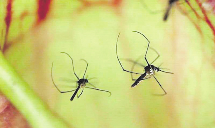 Комары Wyeomyia smithii отдыхают в кувшинчике саррацении. Фото с сайта phys.org («ТрВ» №8(252), 24.04.2018)