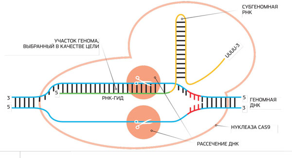 Процесс CRISPR/Cas9 («Популярная механика» №4, 2016)