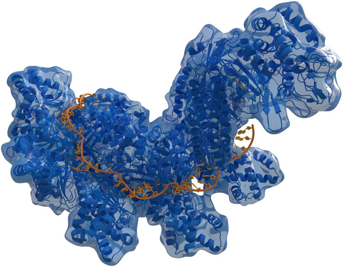 CRISPR-Cas («Троицкий вариант» №21, 2020)