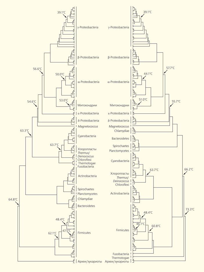 Рис. 2. Два варианта филогенетического дерева семейства факторов элонгации трансляции EF-Tu («Природа» №12, 2015) 