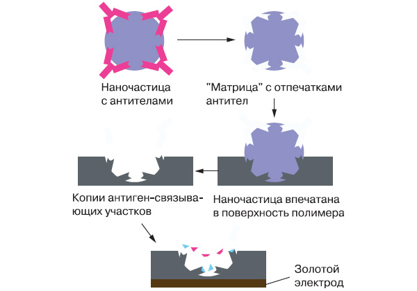 Рис. 4. Импринтинг антител по Францу Диккерту. Антитела взаимодействуют с полимерной наночастицей и оставляют на ней отпечатки участков связывания антигенов. Наночастица, в свою очередь, отпечатывается в полимере — получается углубление с выростами, которые копируют антиген-связывающие участки. Пластиковые «куклы» антител, копирующие их геометрическую форму, вылавливают из раствора антиген еще лучше, чем белковые прототипы. Изображение: «Химия и жизнь»