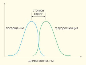 Схематическое представление стоксова сдвига («Природа» №1, 2020)