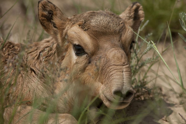 Сайгаки. Фото с сайта fzs.org