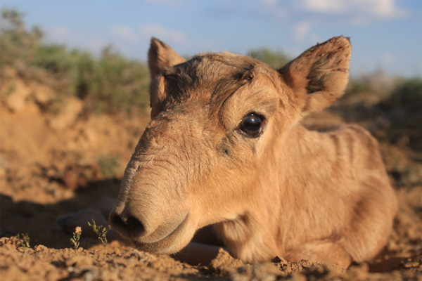 Трагедия в степях Казахстана. Массовая гибель сайгака: причины и перспективы