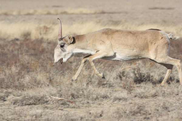 Трагедия в степях Казахстана. Массовая гибель сайгака: причины и перспективы