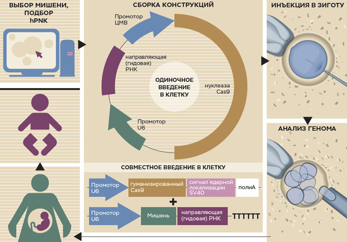 Возможный алгоритм фетальной терапии на основе CRISPR/Cas9 («Коммерсантъ Наука» №33, август 2019)