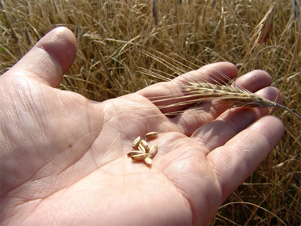 Рис. 9. Мягкая пшеница (Triticum aestivum). Изображение: «Потенциал. Химия. Биология. Медицина» 