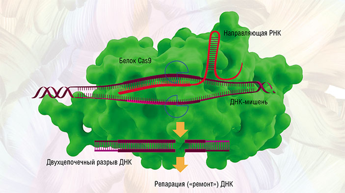 Работа CRISPR/Cas9 («Наука из первых рук» №1(77), 2018)