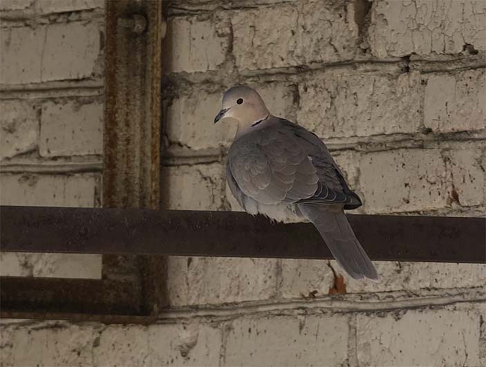 Фото 3. Кольчатая горлица (Streptopelia decaocto)