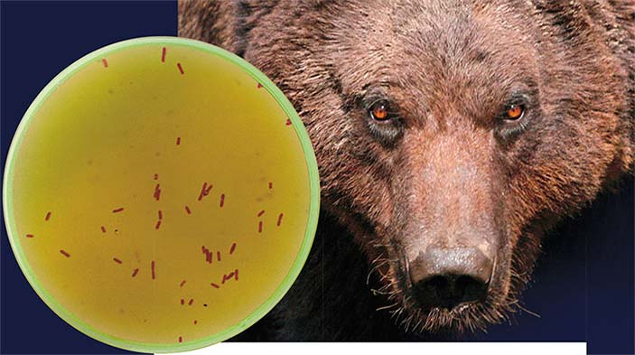 Медведица Маша, из слюны которой были выделены бактерии Bacillus pumilus