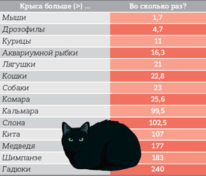 Во сколько раз крыса чаще используется в научных исследованиях, чем другие животные («Кот Шрёдингера» №7–8, 2017)