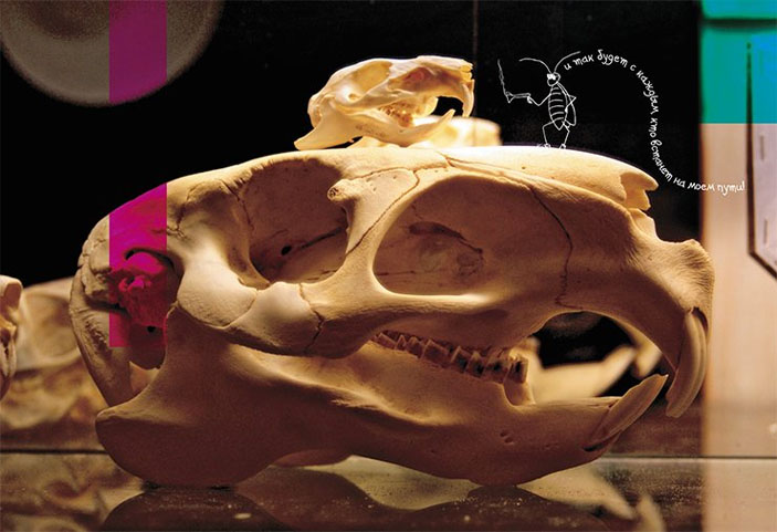 Зубной аппарат капибары и маленькой морской свинки («Наука из первых рук» № 2/3 (78), 2018)