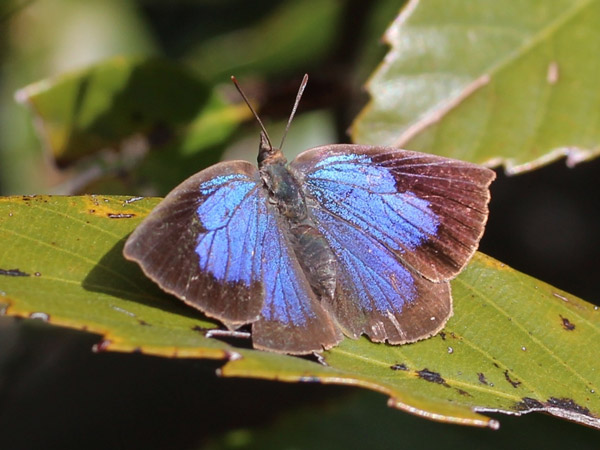 <b>Рис. 1.</b> Бабочка <i>Narathura japonica</i> (Википедия)