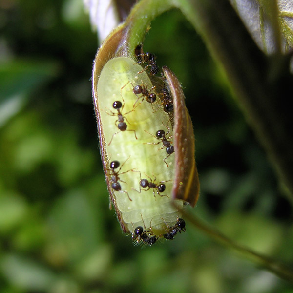 <b>Рис. 2.</b> Муравьи <i>Pristomyrmex punctatus</i> не отходят от гусеницы голубянки (Hojo et al., 2015)