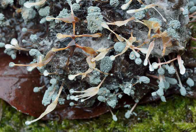 Penicillium