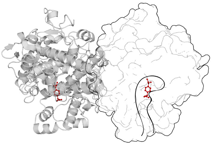 Димерная (из двух молекул белка) форма циклооксигеназы-1 в комплексе с ибупрофеном