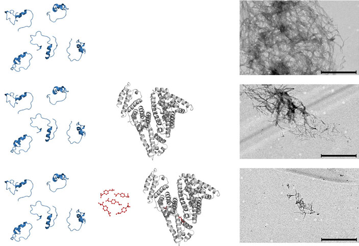 Человеческий сывороточный альбумин и ибупрофен подавляют формирование патогенных фибрилл бета-амилоидного пептида