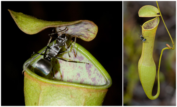 <b>Рис. 8. </b>Ловушка <i>Nepenthes gracilis</i>. <i>Слева</i> — готовый к поимке кувшинчик, его крышечка открыта и расположена горизонтально. <i>Справа</i> — муравей лакомится нектаром. Внутренние стенки кувшинчика и нижняя часть крышечки покрыты восковым налетом