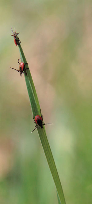 Таежный клещ Ixodes persulcatus («Наука из первых рук» №4(84), 2019)
