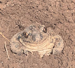 Обыкновенная чесночница, внешне неотличимая от чесночницы Палласа («Природа» №11, 2020)