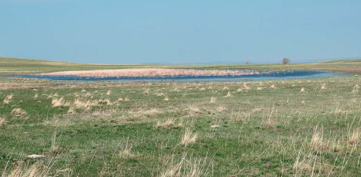 Мелководное пресное &laquo;блюдце&raquo; в сухих степях &mdash; одно из обычных мест размножения чесночницы («Природа» №11, 2020)