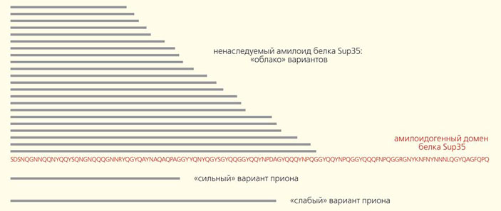 Рис. 6. Сравнение размеров амилоидного ядра ненаследуемого амилоида белка Sup35 и вариантов приона [PSI+] (Природа» №5, 2016)