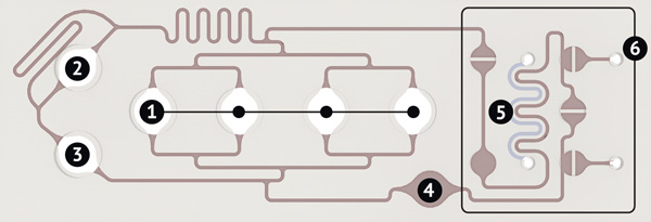 Дизайн подложки ПДМС последнего поколения (схема)