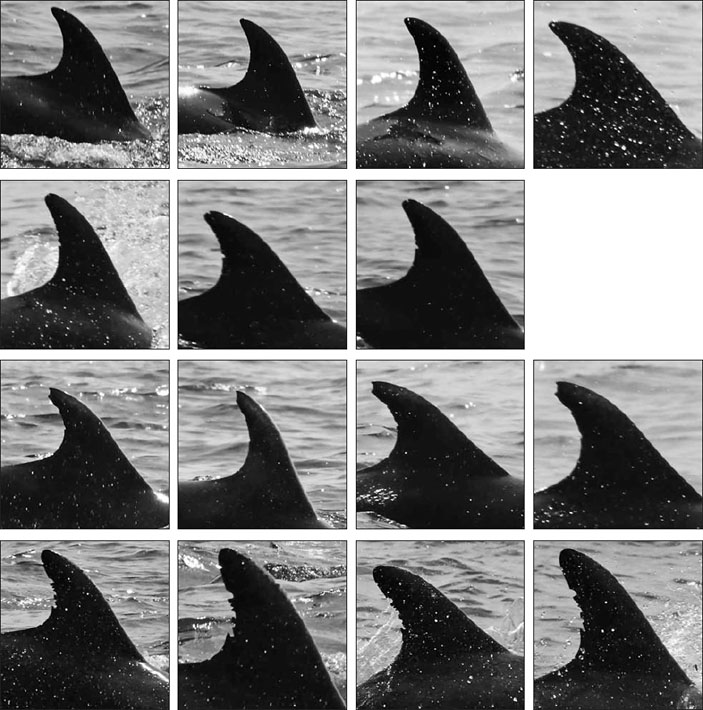 Спинные плавники четырех дельфинов-афалин с характерными зазубринами («Природа» №3, 2019)