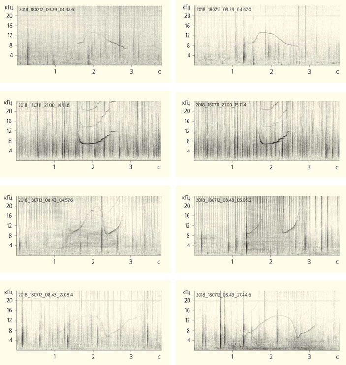 Примеры спектрограмм четырех принадлежащих афалинам свистов-автографов («Природа» №3, 2019)