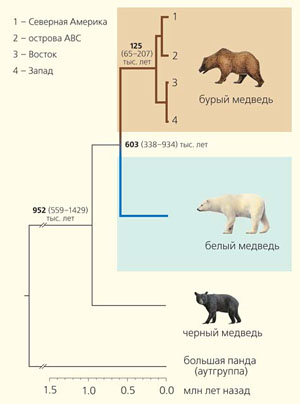 Рис. 4. Филогенетическое дерево ядерных геномов белых (Ursus maritimus), бурых (U. arctos) и черных (U. americanus) медведей («Природа» №12, 2016)