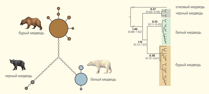 Рис. 5. История Y-хромосом белых (Ursus maritimus), бурых (U. arctos) и черных (U. americanus) медведей («Природа» №12, 2016) 