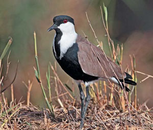Шпорцевый чибис (Vanellus spinosus) («Природа» №6, 2020)