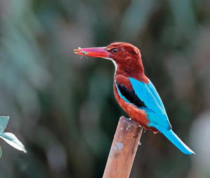 Красноносый зимородок (Halcyon smyrnensis) («Природа» №6, 2020)
