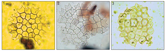 Пресноводные водоросли моря Лаптевых 