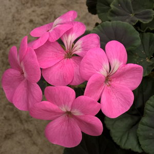 Pelargonium zonale — какого цвета эти лепестки?