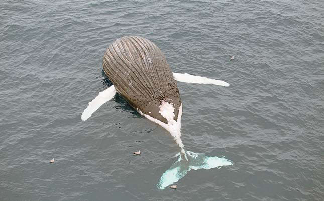 Горбатый кит у борта нашего судна («Природа» №11, 2018)