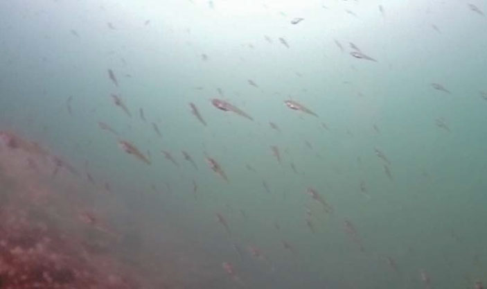 Мальки кильдинской трески в оз. Могильном («Природа» №1, 2020) 