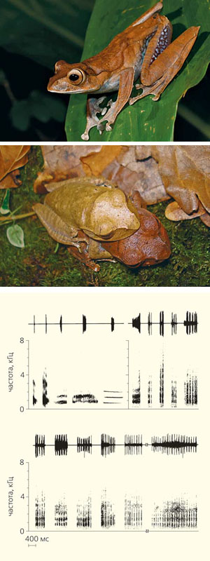 Лягушка Boophis madagascariensis и разнообразие ее вокализации («Природа» №12, 2014)
