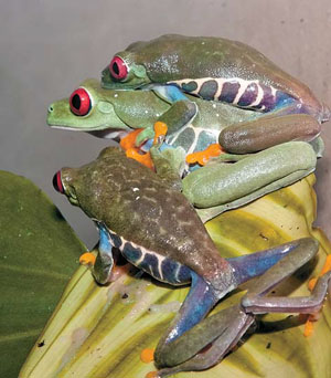 Борьба самцов красноглазой квакши (Agalychnis callidryas) за самку («Природа» №12, 2014)