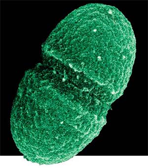 Бактерия Enterococcus faecalis