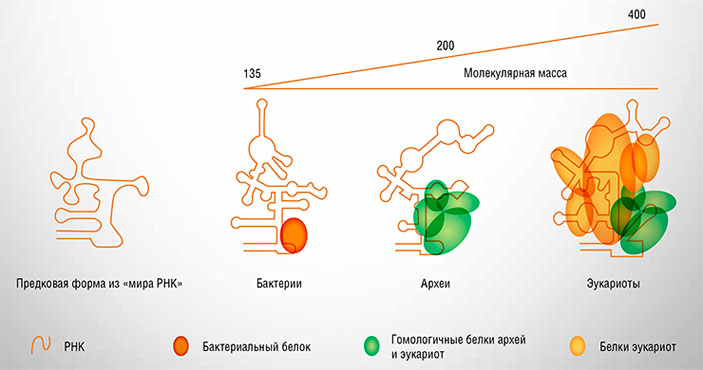 У архей для образования РНКазы P ее РНК связывается с 4–5 белками, у эукариот с каталитической РНК связано до десяти белков («Наука из первых рук» №3/4(57/58), 2014)