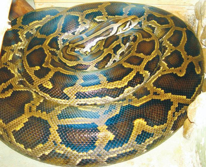 Темный тигровый питон Python bivittatus («Википедия») («ТрВ» №17(236), 29.08.2017)