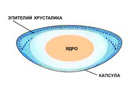 Микроскопическое строение хрусталика. Хрусталик — прозрачное двояковыпуклое тело, состоящее из белков и воды. Со всех сторон он покрыт тонкой эластичной оболочкой - капсулой (изображение: «Наука и жизнь»)