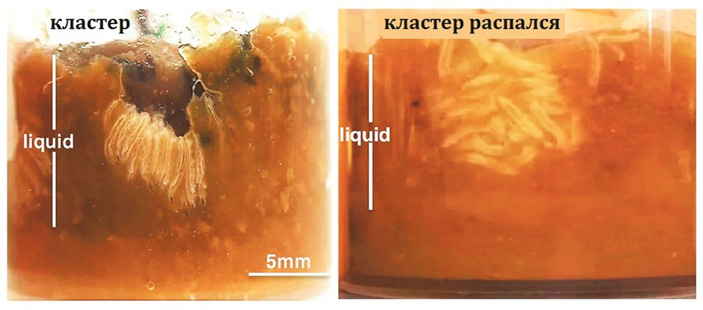 <b>Рис. 1.</b> Личинки <i>Drosophila melanogaster</i> образуют кластер в пробирке с кормом. Его размягченный слой — более темного цвета. Личинки висят вниз головой, дыхательные трубочки торчат в воздушной полости (<i>слева</i>). Кластер может существовать много часов, но быстро распадается, когда прекращается доступ воздуха <i>(справа</i>) <a name=b1></a><a href=/nauchno-populyarnaya_biblioteka/433947/Klub_sinkhronnogo_rytya#1>[1]</a> («ТрВ» №1(245), 16.01.2018)