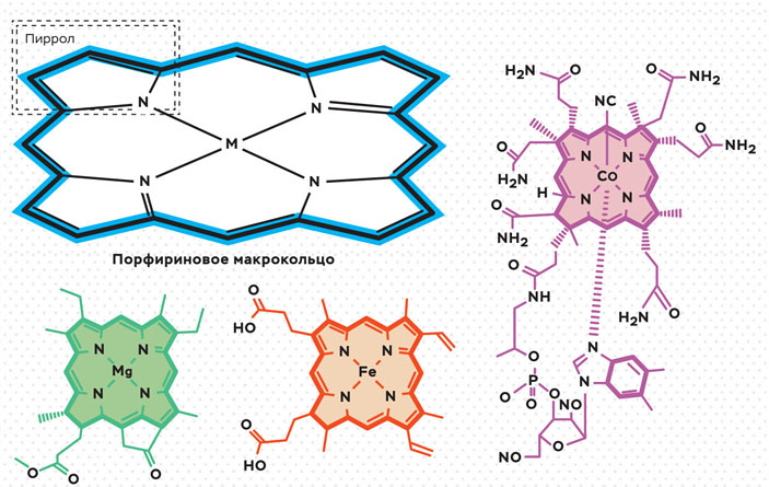 Строение базового структурного фрагмента &mdash; порфирина и природных тетрапиррольных комплексов &mdash; хлорофилла, гема и витамина B12 («Коммерсантъ Наука» №33, ноябрь 2020)