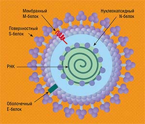 Модель структуры вирусной частицы SARS-CoV-2