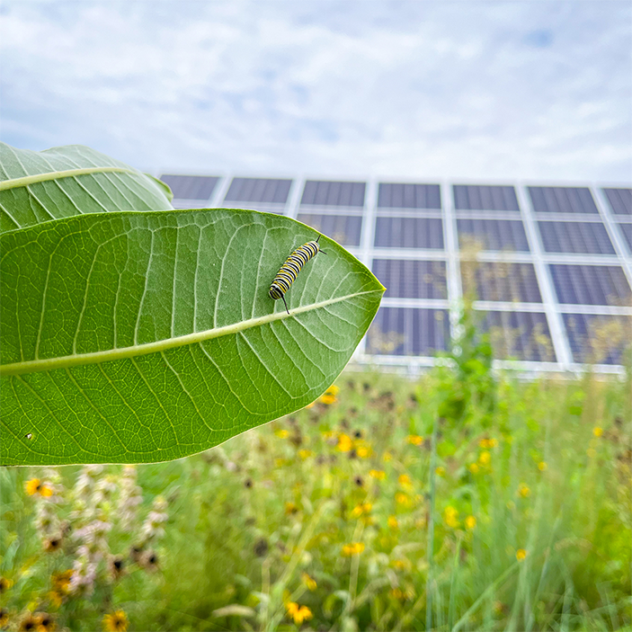 Если ты это построишь, они прилетят (Ли Уолстон)