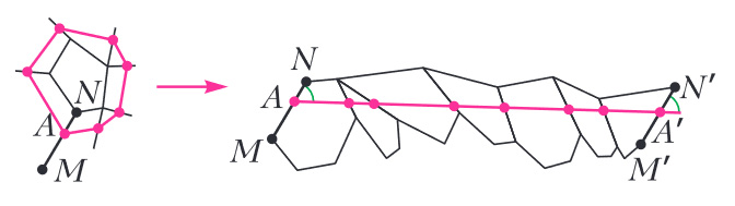 Рис. 11. Геодезическая распрямляется на развертке