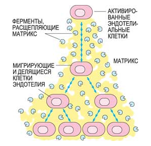 Активированные ФРЭС эндотелиальные клетки производят специальные ферменты – металлопротеиназы, расщепляющие матрикс оболочки сосуда, «сделанный» из белков и полисахаридов. В результате эндотелиальные клетки получают возможность мигрировать и делиться